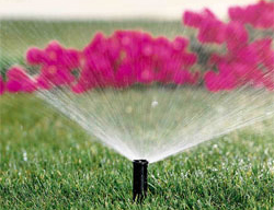 a pop up sprinkler head watering an area of lawn